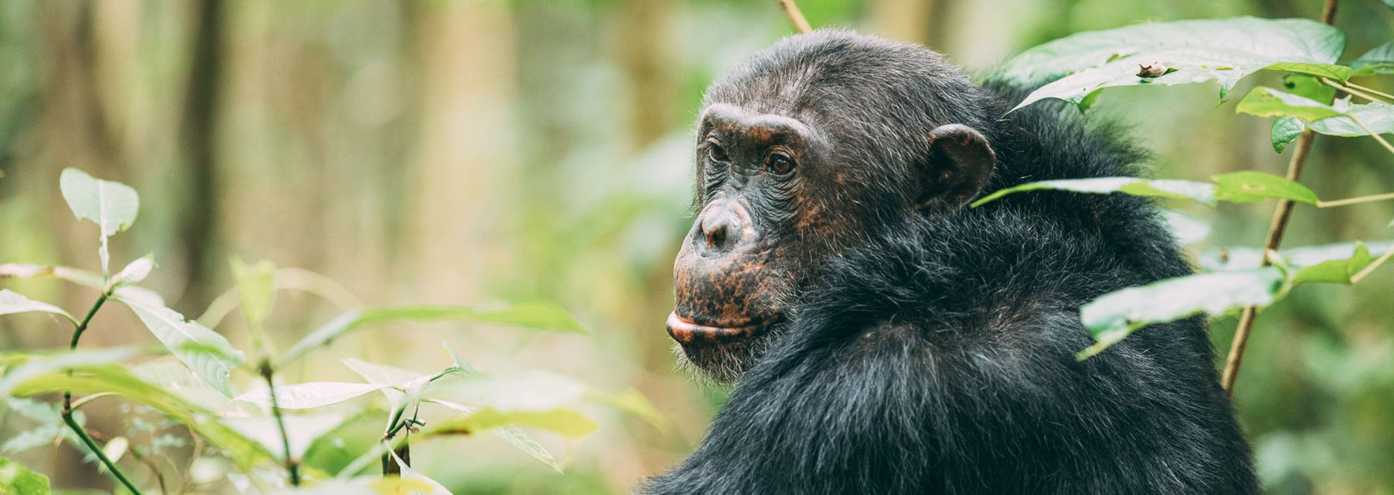 Africa's Great Apes